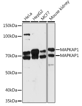 MAPKAP1 Polyclonal Antibody (E-AB-92735)