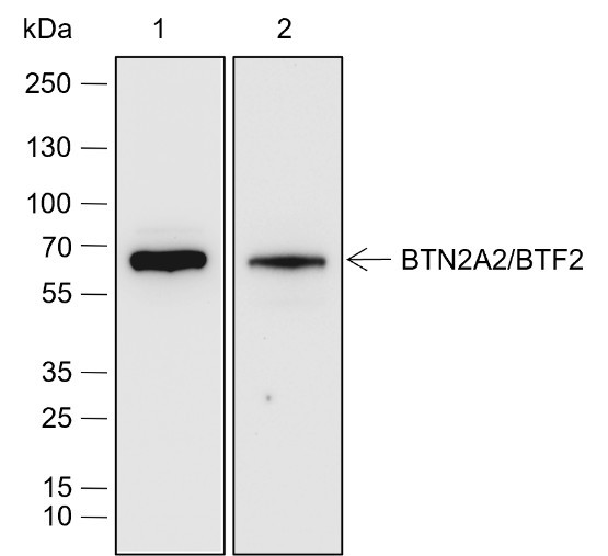 Recombinant BTN2A2/BTF2 Monoclonal Antibody (AN301917L)