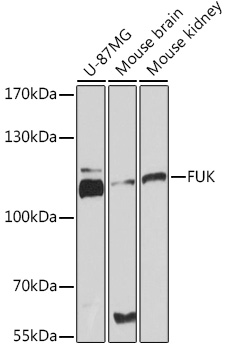 FUK Polyclonal Antibody (E-AB-91752)