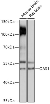 OAS1 Polyclonal Antibody (E-AB-90909)