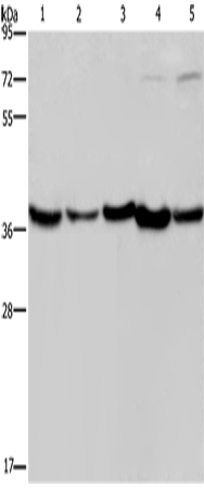 DNAJB4 Polyclonal Antibody (E-AB-11163)