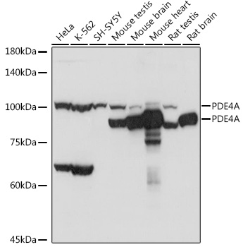 PDE4A Polyclonal Antibody (E-AB-92180)