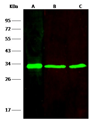 Recombinant VAPB/VAP-B Monoclonal Antibody (AN300203P)