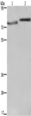 COMP Polyclonal Antibody (E-AB-11095)