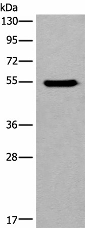CYP11B2 Polyclonal Antibody (E-AB-17738)