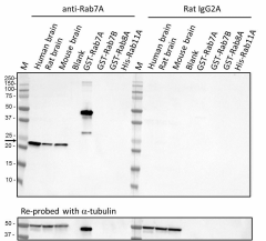 Purified anti-Rab7A Antibody