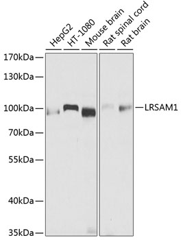 LRSAM1 Polyclonal Antibody (E-AB-62554)