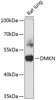 DMKN Polyclonal Antibody (E-AB-66152)