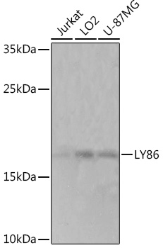 LY86 Polyclonal Antibody (E-AB-91689)
