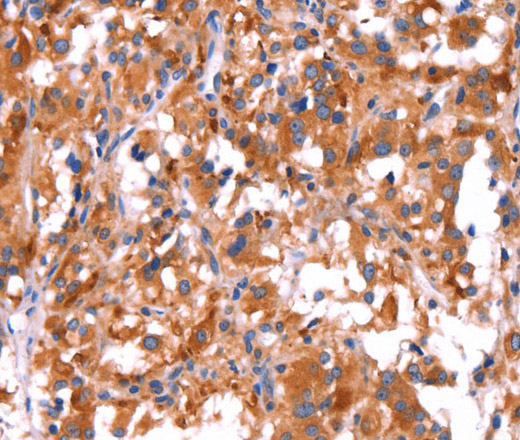 GCG Polyclonal Antibody (E-AB-13230)