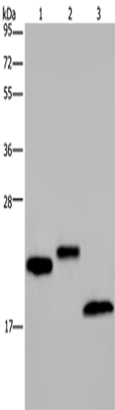 EPPIN Polyclonal Antibody (E-AB-13218)