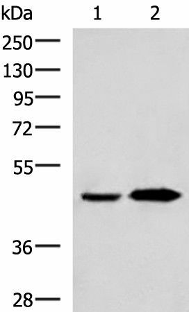 BHMT2 Polyclonal Antibody (E-AB-18539)