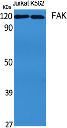 FAK Polyclonal Antibody (E-AB-31400)