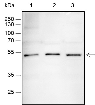 Recombinant SOX1 Monoclonal Antibody (AN301660L)
