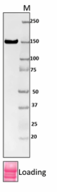 Purified anti-E. coli RNA Polymerase β Antibody (663006)