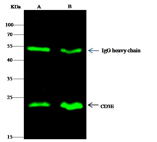 Recombinant CD3e/CD3 epsilon Monoclonal Antibody (AN300022P)