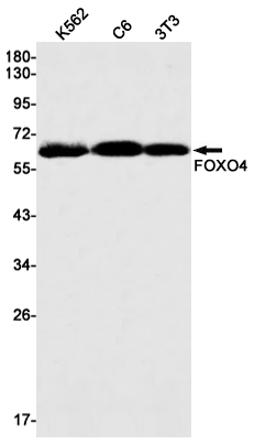 Recombinant FOXO4 Monoclonal Antibody (E-AB-81558)
