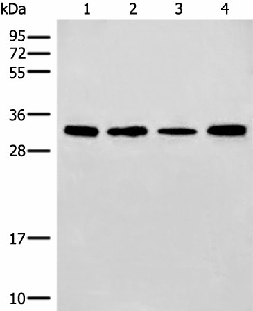 ERCC1 Polyclonal Antibody (E-AB-19768)