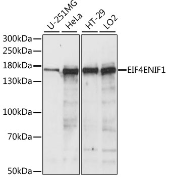 EIF4ENIF1 Polyclonal Antibody (E-AB-66450)