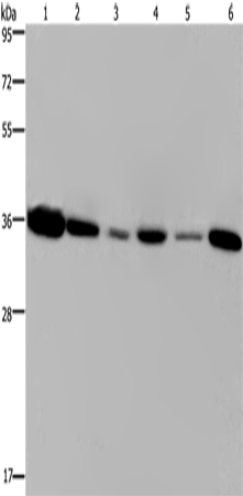 EMD Polyclonal Antibody (E-AB-11190)