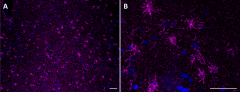 Spark Red™ 718 Goat anti-mouse IgG (minimal x-reactivity) Antibody (405318)