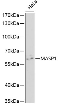 MASP1 Polyclonal Antibody (E-AB-92666)