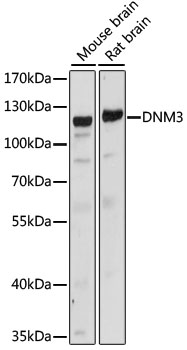 DNM3 Polyclonal Antibody (E-AB-65218)