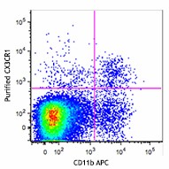 Purified anti-mouse CX3CR1 Antibody (149002)