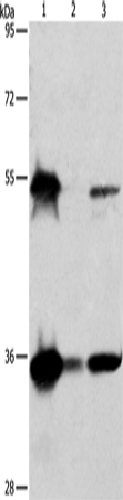 BAG1 Polyclonal Antibody (E-AB-13861)