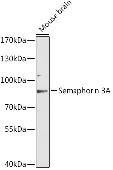 Semaphorin 3A Polyclonal Antibody (E-AB-90543)