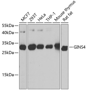 GINS4 Polyclonal Antibody (E-AB-63188)