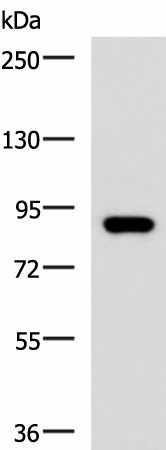 ABCB5 Polyclonal Antibody (E-AB-52114)