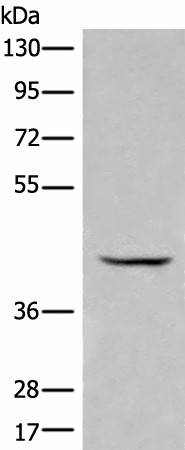 BBOX1 Polyclonal Antibody (E-AB-52465)