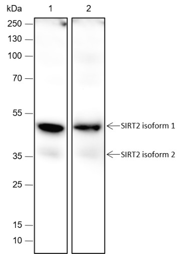 Recombinant SIRT2 Monoclonal Antibody (AN301727L)
