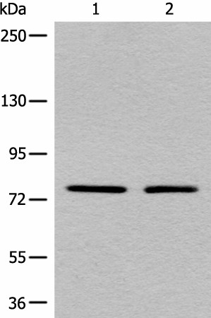 MARK2 Polyclonal Antibody (E-AB-19753)