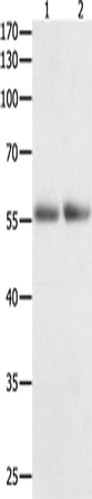 HDAC1 Polyclonal Antibody (E-AB-15711)