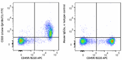 FITC anti-mouse CD20 Recombinant Antibody (161409)
