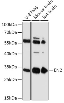 EN2 Polyclonal Antibody (E-AB-91792)