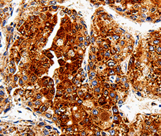 COX19 Polyclonal Antibody (E-AB-10076)