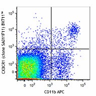 Brilliant Violet 711™ anti-mouse CX3CR1 Antibody (149031)