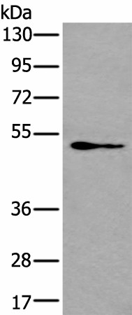 GATA3 Polyclonal Antibody (E-AB-53481)
