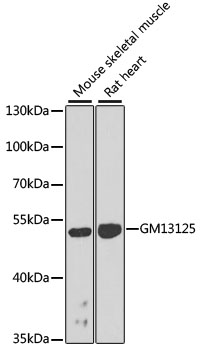 Gm13125 Polyclonal Antibody (E-AB-63235)