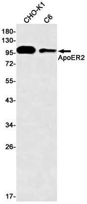 Recombinant ApoER2 Monoclonal Antibody (E-AB-81530)
