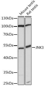 JNK3 Polyclonal Antibody (E-AB-91782)