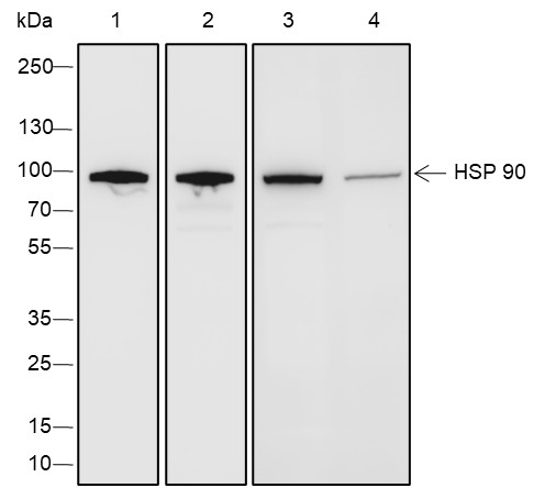 Recombinant HSP90 beta Monoclonal Antibody (AN301558L)
