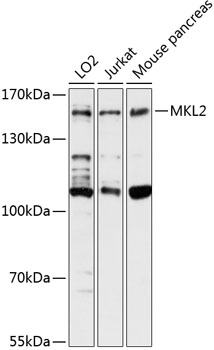 MKL2 Polyclonal Antibody (E-AB-90580)
