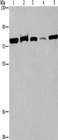 ACVR2A Polyclonal Antibody (E-AB-12278)