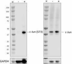 Purified anti-Jun Phospho (Ser73) Antibody (605551)