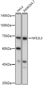 NFE2L3 Polyclonal Antibody (E-AB-91274)