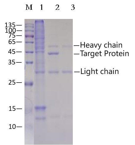 Anti-HA（YPYDVPDYA）Immunomagnetic Beads (EA-IP-002M)